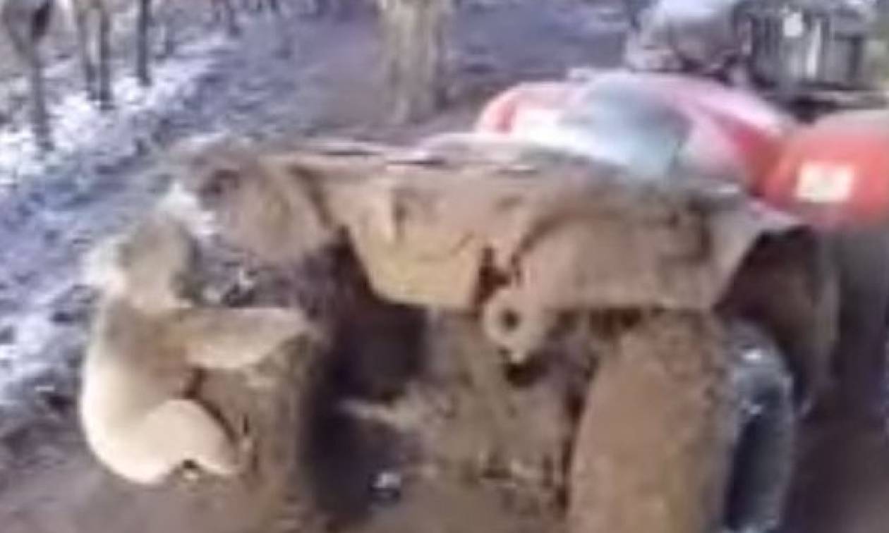Πρωτοφανές: Κοάλα παίρνει στο κυνήγι αγρότη για να… (video)