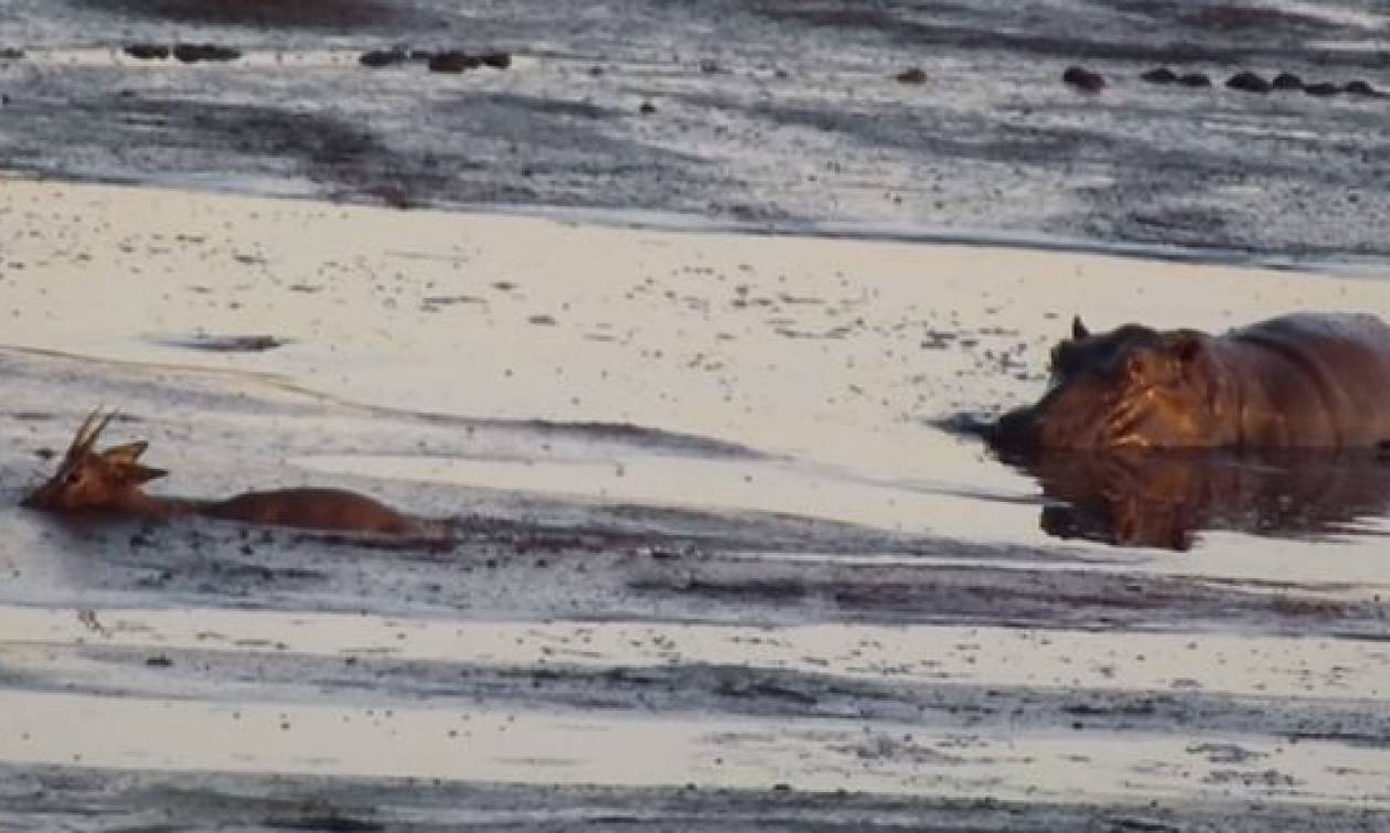 Σκληρό βίντεο: Ιπποπόταμος εντοπίζει μικρή αντιλόπη που κόλλησε στη λάσπη
