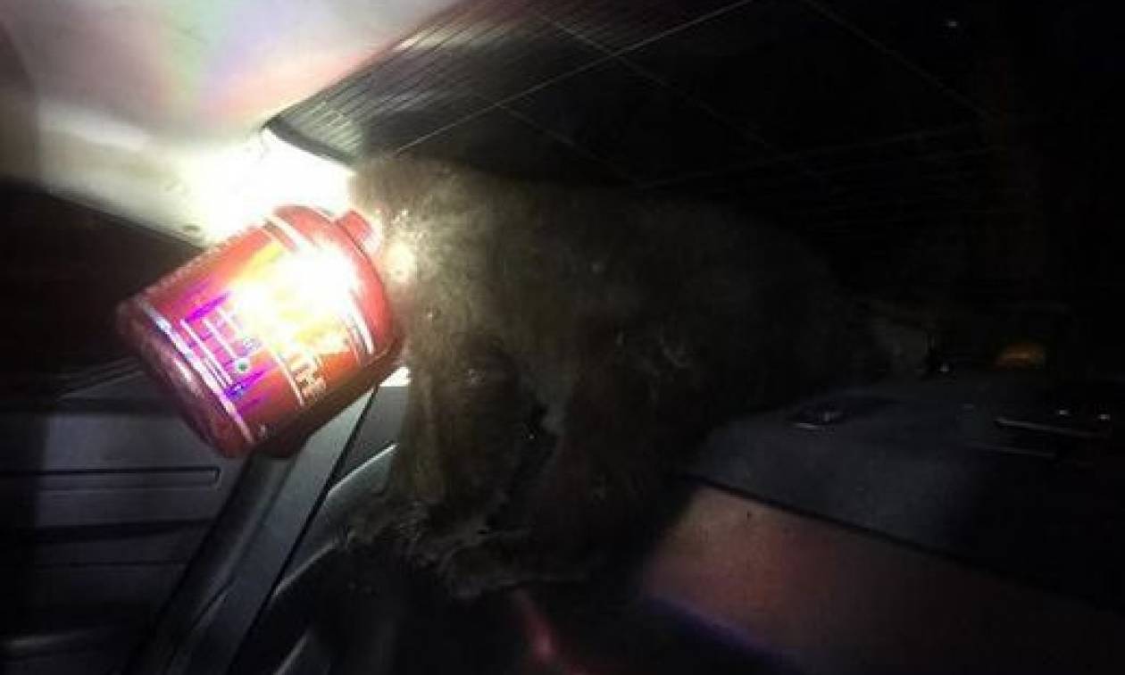 Αστυνομικοί διέσωσαν αρκουδάκι το κεφάλι του οποίου είχε σφηνώσει σε... δοχείο! (photos)