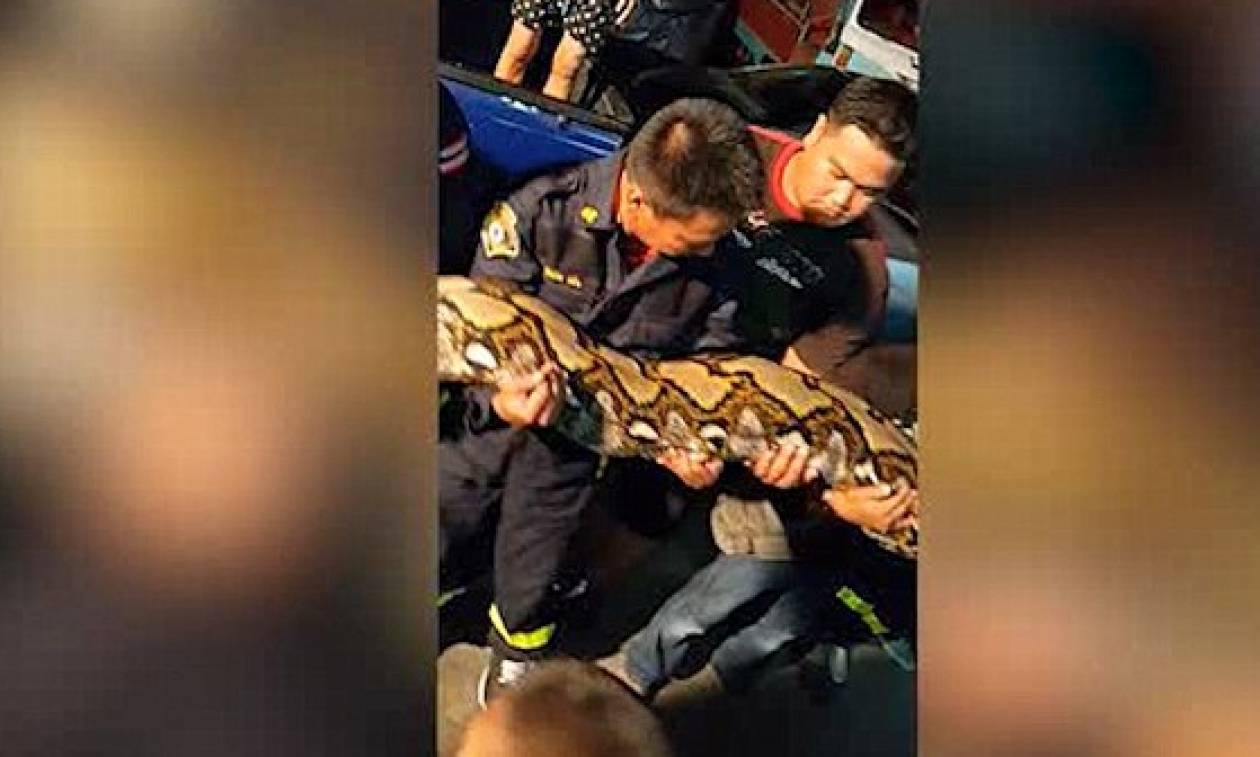Απόλυτος τρόμος σε εστιατόριο: Βρήκαν γιγάντιο φίδι σε εστιατόριο