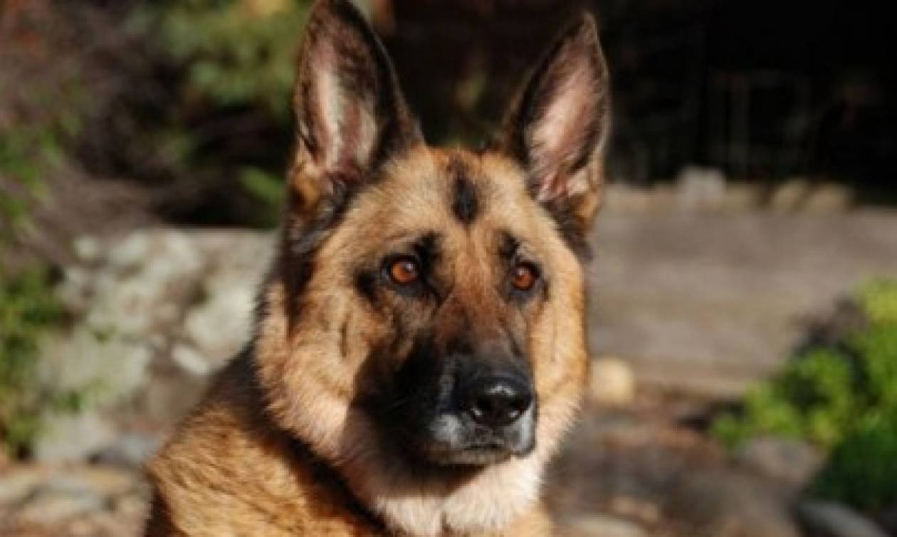 Λάρνακα-Σοκαριστικό: Βίαιος θάνατος σκύλου που ανήκε σε κωφό άτομο