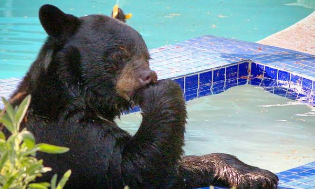 Αρκούδα που ξέρει από καλή ζωή: «Κατάληψη» σε πισίνα για λίγη χαλάρωση (video)