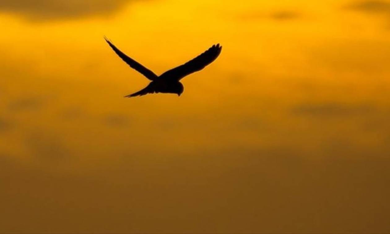 Αμμόχωστος: Πρωτιά στην παράνομη θανάτωση πουλιών στη Μεσόγειο