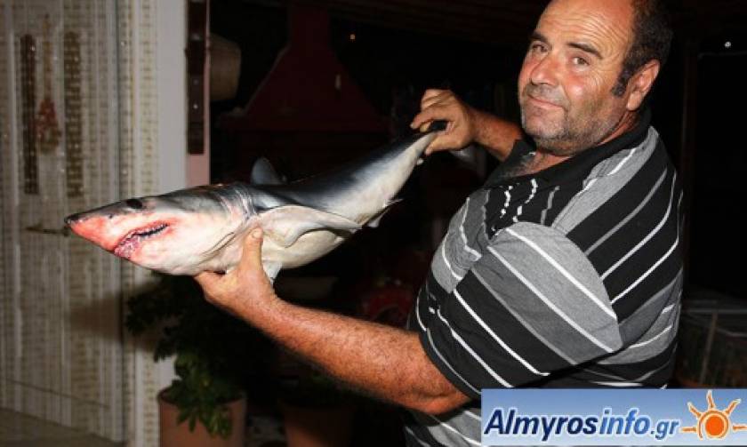 Βόλος: Ψαράς μάζεψε τα δίχτυα και βρήκε καρχαριάκι (photos)!