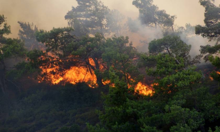 Πυρκαγιά ξέσπασε στα Μενινά της Καλαμάτας