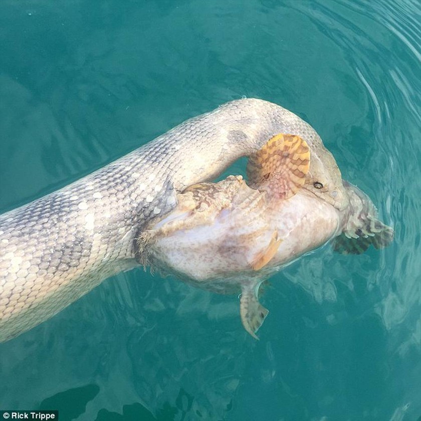 Θαλάσσιο φίδι κόντρα στο πιο δηλητηριώδες ψάρι στον κόσμο (photos+video)