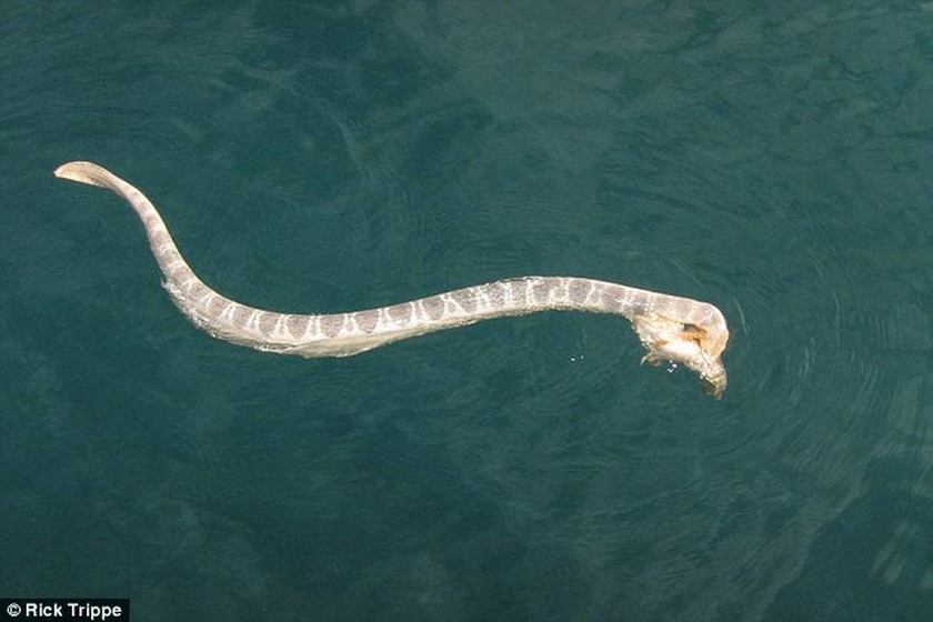 Θαλάσσιο φίδι κόντρα στο πιο δηλητηριώδες ψάρι στον κόσμο (photos+video)
