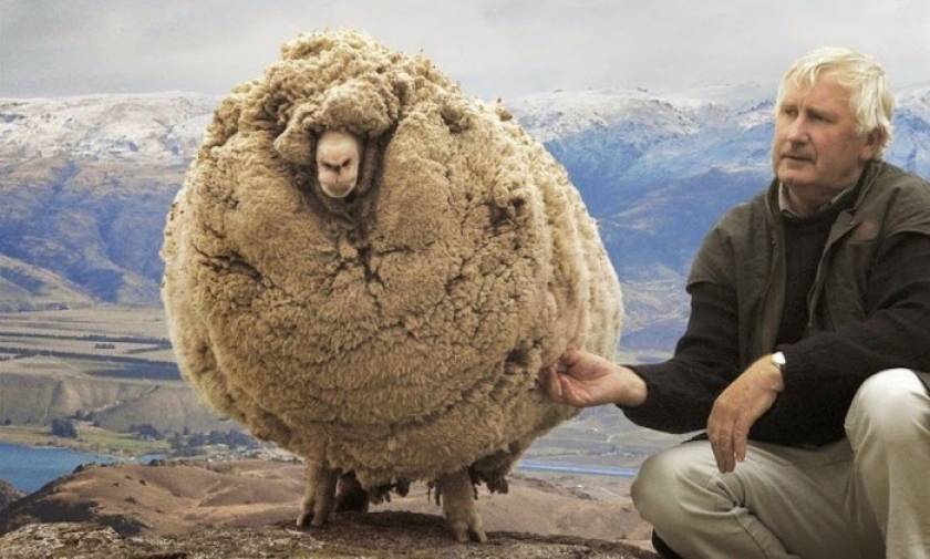 Σρεκ - Το ατίθασο πρόβατο που κρυβόταν 6 χρόνια για να μην το κουρέψουν (pics+vid)