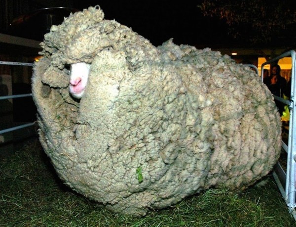 shrek the sheep 36 e1441034189129