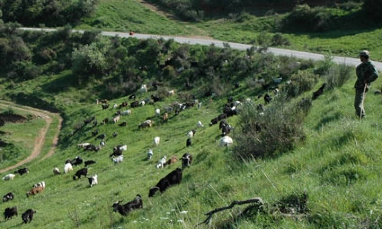 ΕΛΓΑ: Αποζημιώσεις σε 263 κτηνοτρόφους για ζημιές στο ζωικό κεφάλαιο