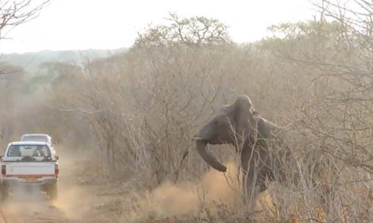 Γι΄αυτό δεν πρέπει να ενοχλείς τους ελέφαντες όταν… κοιμούνται! (video)