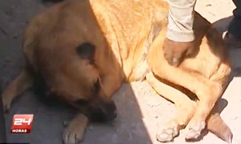 Δίχρονο κρατήθηκε στη ζωή θηλάζοντας από σκύλο (photos)