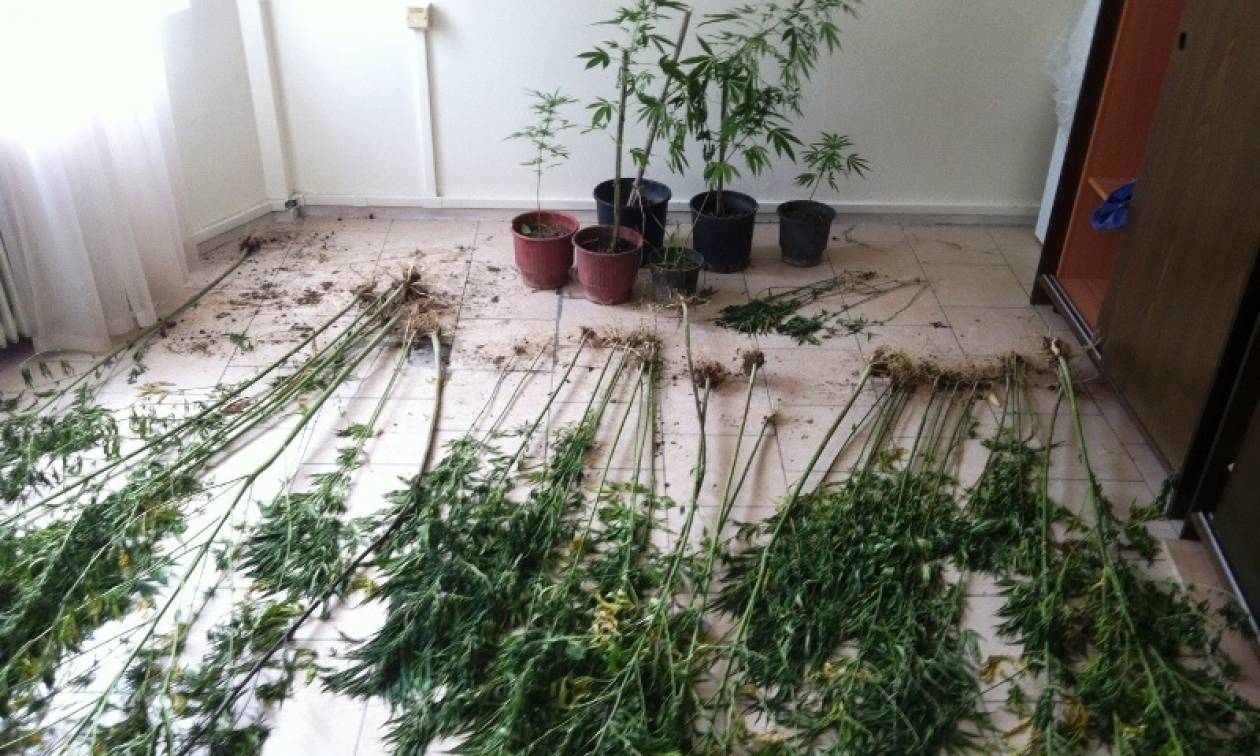 Πτολεμαΐδα: Εντοπίστηκε φυτεία κάνναβης μέσα σε καλλιέργεια καλαμποκιού
