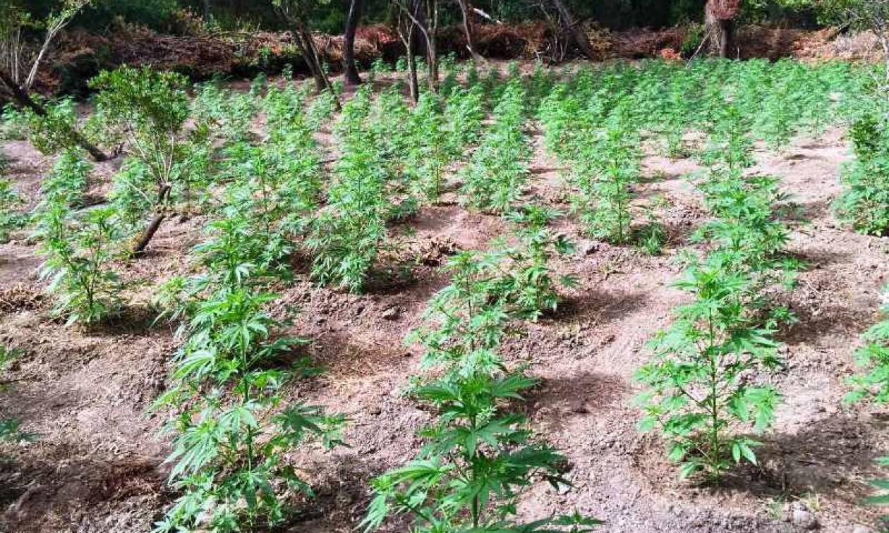 Κορινθία: Εντοπίστηκε φυτεία κάνναβης με 1.300 δενδρύλλια (photos&vid)