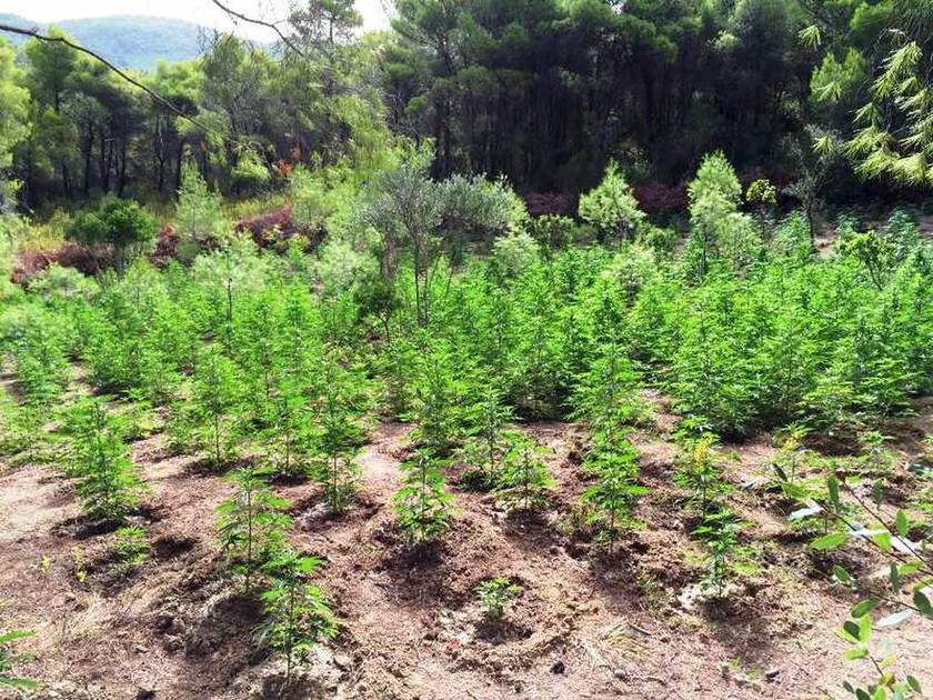Κορινθία: Εντοπίστηκε φυτεία κάνναβης με 1.300 δενδρύλλια (photos&vid)