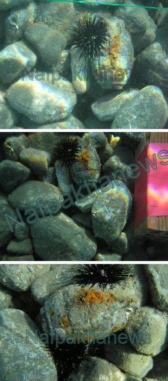 Εξουδετέρωση χειροβομβίδας που βρέθηκε στη θάλασσα της Σπηλιάς Φωκίδας