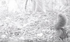«Συνελήφθη» ο σκίουρος… βαμπίρ που αφαίμαξε ολόκληρο ελάφι! (video)