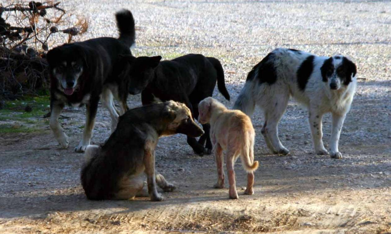 Κόρινθος: Ομάδα εθελοντικής δράσης δημιουργεί ο δήμος για τα αδέσποτα ζώα