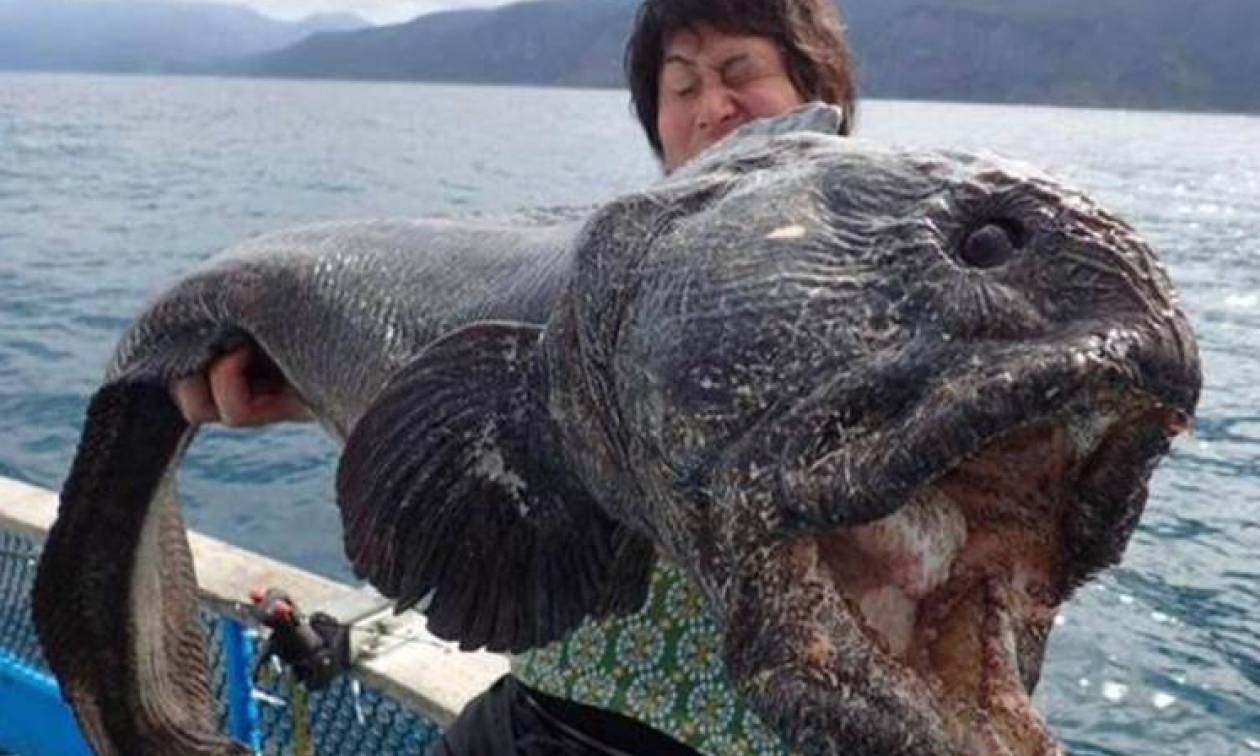 Έπιασαν ψάρι-τέρας στην Ιαπωνία - Μεταλλαγμένο λόγω της Φουκοσίμα; (photos)