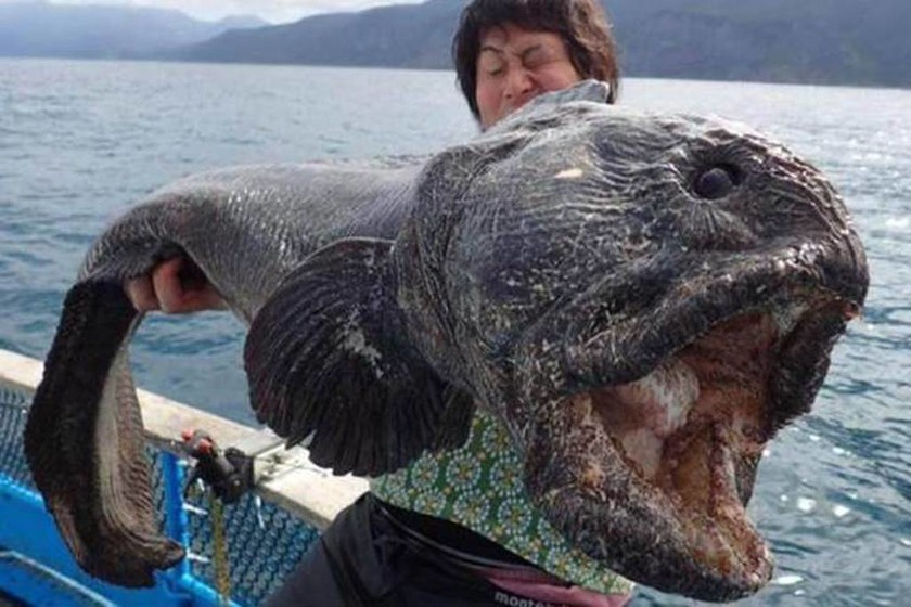 Έπιασαν ψάρι-τέρας στην Ιαπωνία - Μεταλλαγμένο λόγω της Φουκοσίμα; (photos)