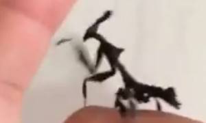 «Εξωγήινο» έντομο σκορπίζει τον πανικό (video)