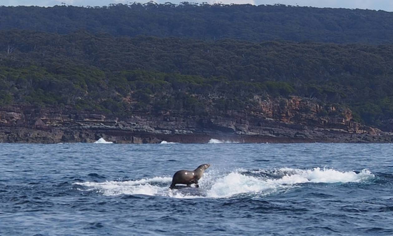Αυτή η φώκια «σερφάρει» πάνω στη ράχη μιας φάλαινας! (photos)