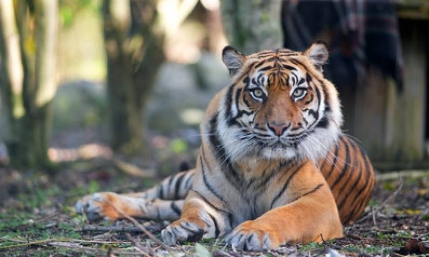 Τίγρης επιτέθηκε και σκότωσε εργαζόμενη σε ζωολογικό κήπο