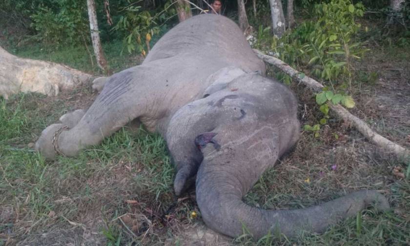 Ινδονησία: Λαθροθήρες σκότωσαν το διάσημο και υπό εξαφάνιση ελέφαντα Γιόνγκι
