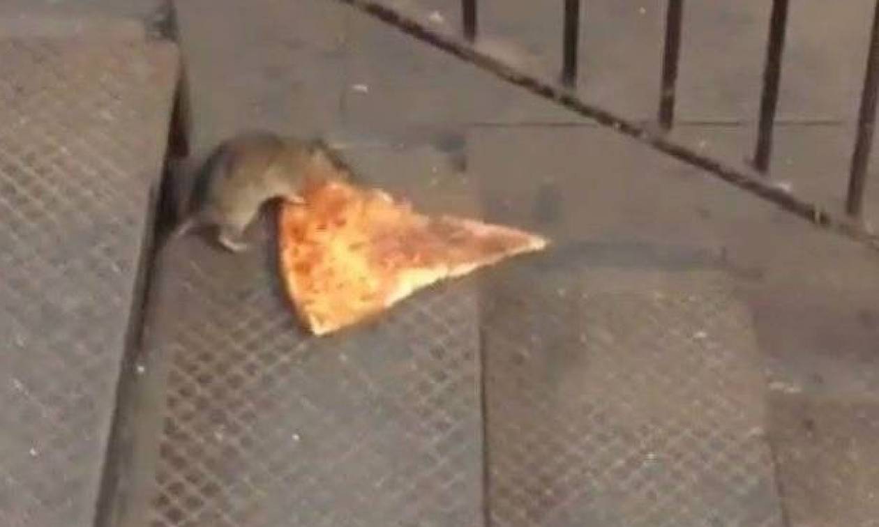 Απίστευτο βίντεο: Αρουραίος κουβαλά ένα γιγάντιο κομμάτι πίτσα!