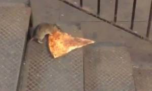 Απίστευτο βίντεο: Αρουραίος κουβαλά ένα γιγάντιο κομμάτι πίτσα!