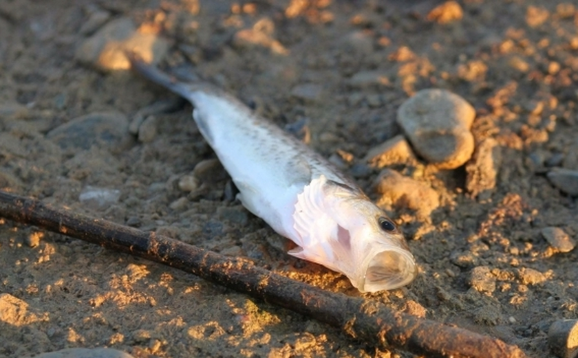 Χανιά: Περιβαλλοντική καταστροφή στον Ταυρωνίτη - Δυσοσμία, νεκρά ψάρια και λύματα (pics)