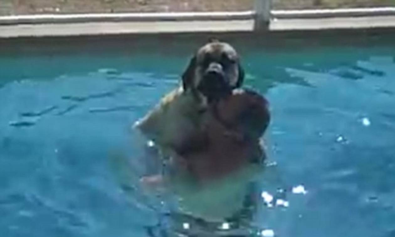 Σαμψών, ο λιγόψυχος σκύλος: Tρέμει το νερό και αγκαλιάζει το αφεντικό του για να σωθεί (video)