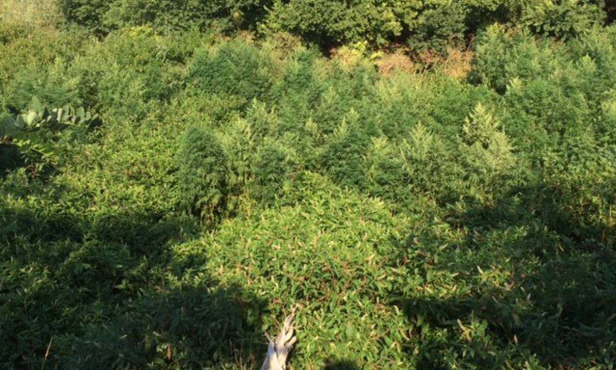 Ξάνθη: 40χρονος διατηρούσε… δάσος από δενδρύλλια κάνναβης σε εγκαταλελειμμένο εργοστάσιο (pics)