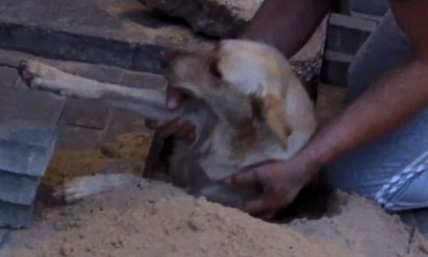 Έσωσαν σκυλάκι θαμμένο ζωντανό επί δύο ημέρες κάτω από πεζοδρόμιο (video)
