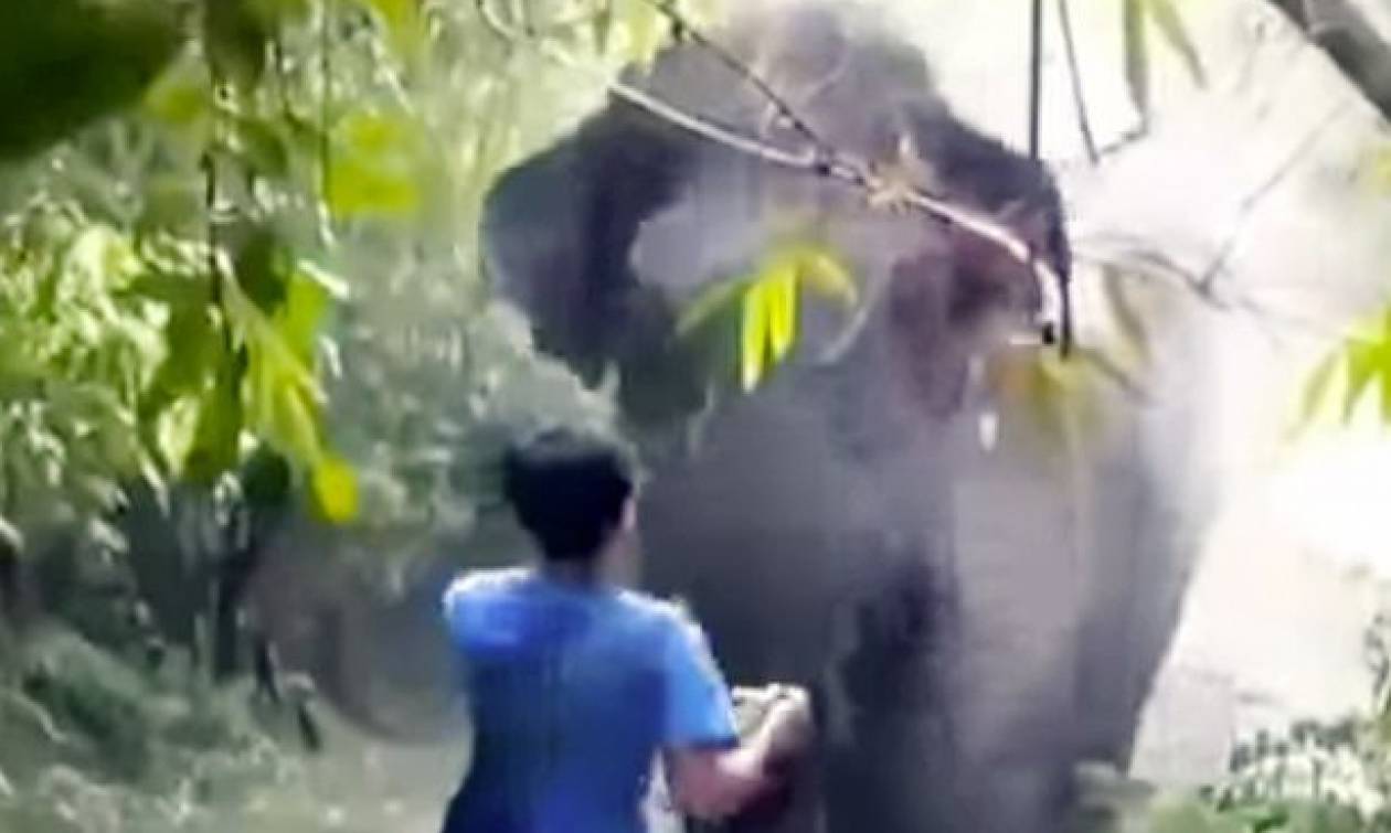Ελέφαντας ετοιμάζεται να τον ποδοπατήσει μέχρι που… (video)