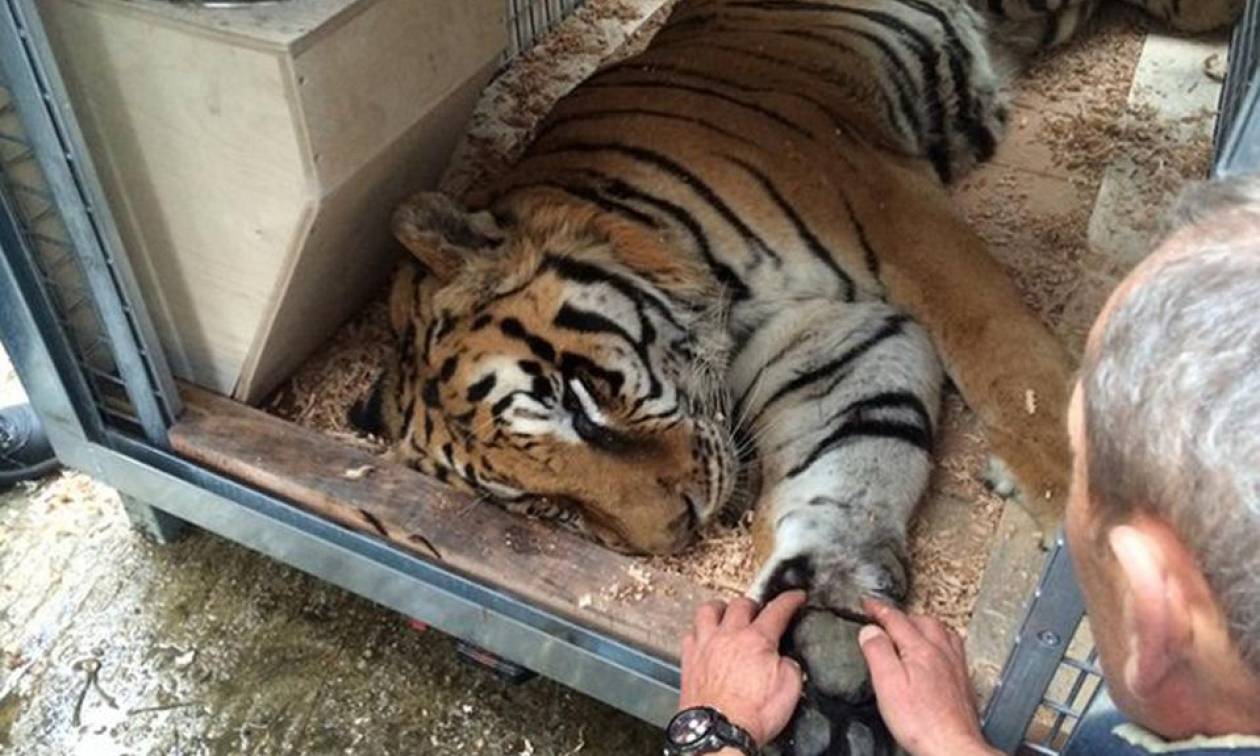 Πέθανε ο τίγρης που είχε μεταφερθεί σε καταφύγιο στην Καλιφόρνια από τον Ζωολογικό Κήπο Τρικάλων