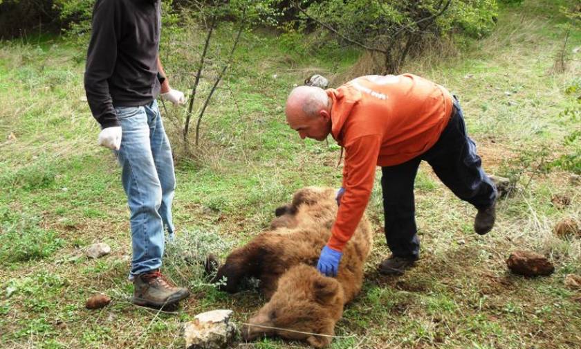 Κοζάνη: Διάσωση αρκούδας που είχε παγιδευτεί σε παράνομη θηλιά (pic)