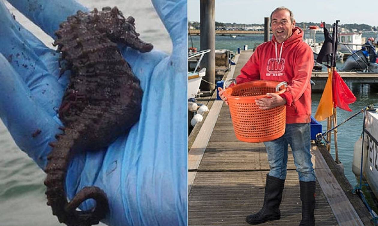 Ψάρεψε τον μεγαλύτερο «Βρετανό» ιππόκαμπο στην ιστορία και τον ελευθέρωσε (photos)