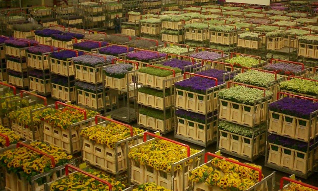 Ντραγκέτα: Η ιταλική μαφία ειδικεύεται στο εμπόριο ναρκωτικών, λουλουδιών και… σοκολάτας!