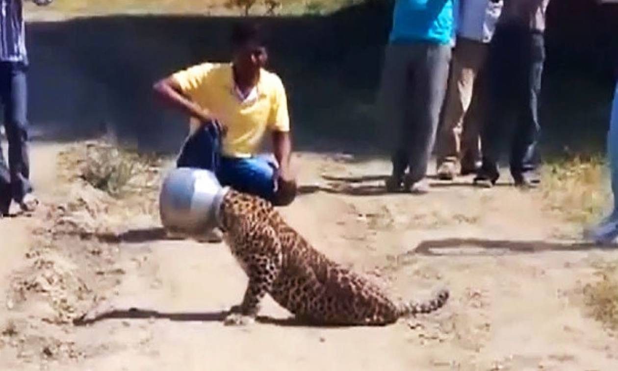 Πήγε για νερό αλλά ατύχησε – Δείτε τι έπαθε η άτυχη λεοπάρδαλη (video)