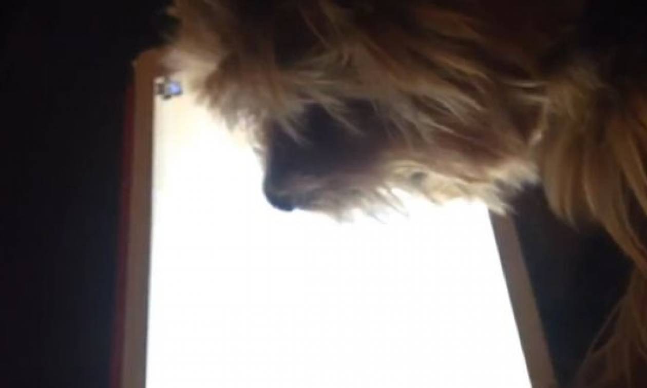 Πανέξυπνο σκυλάκι παίζει παιχνίδια στο... iPad! (video)