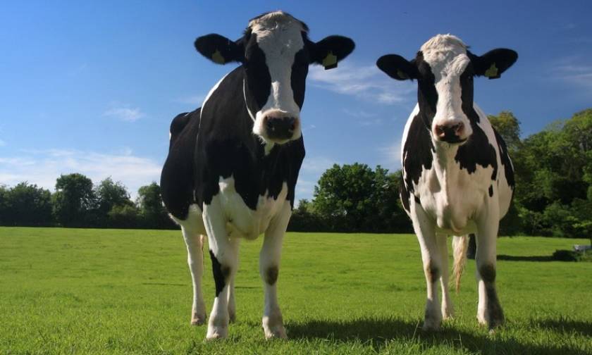 Βρετανία: Εντοπίστηκε κρούσμα της «ασθένειας των τρελών αγελάδων»
