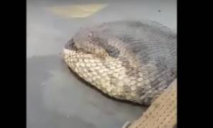 Αυτό είναι το μεγαλύτερο φίδι στον κόσμο (video)