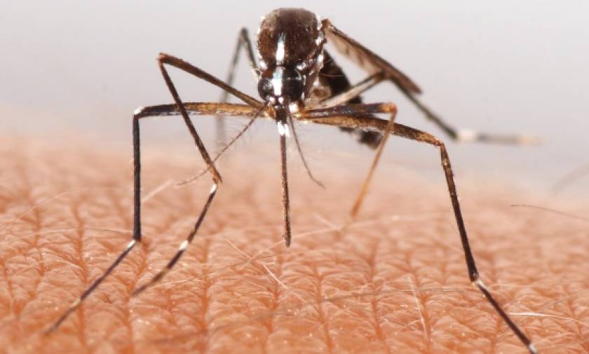 «Μια ιστορία για κουνούπια που πρέπει να μάθουν τα παιδιά»