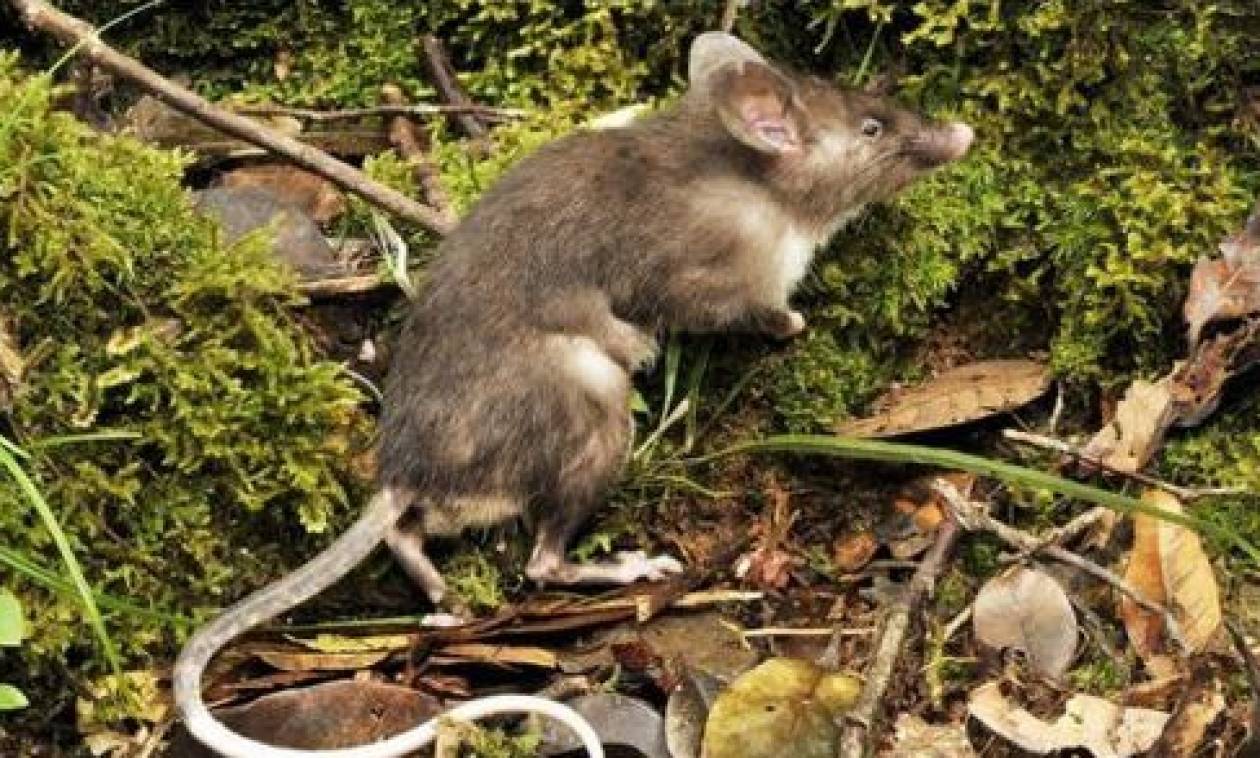 Ανακαλύφθηκε νέο είδος ποντικού με μύτη γουρουνιού (pics)