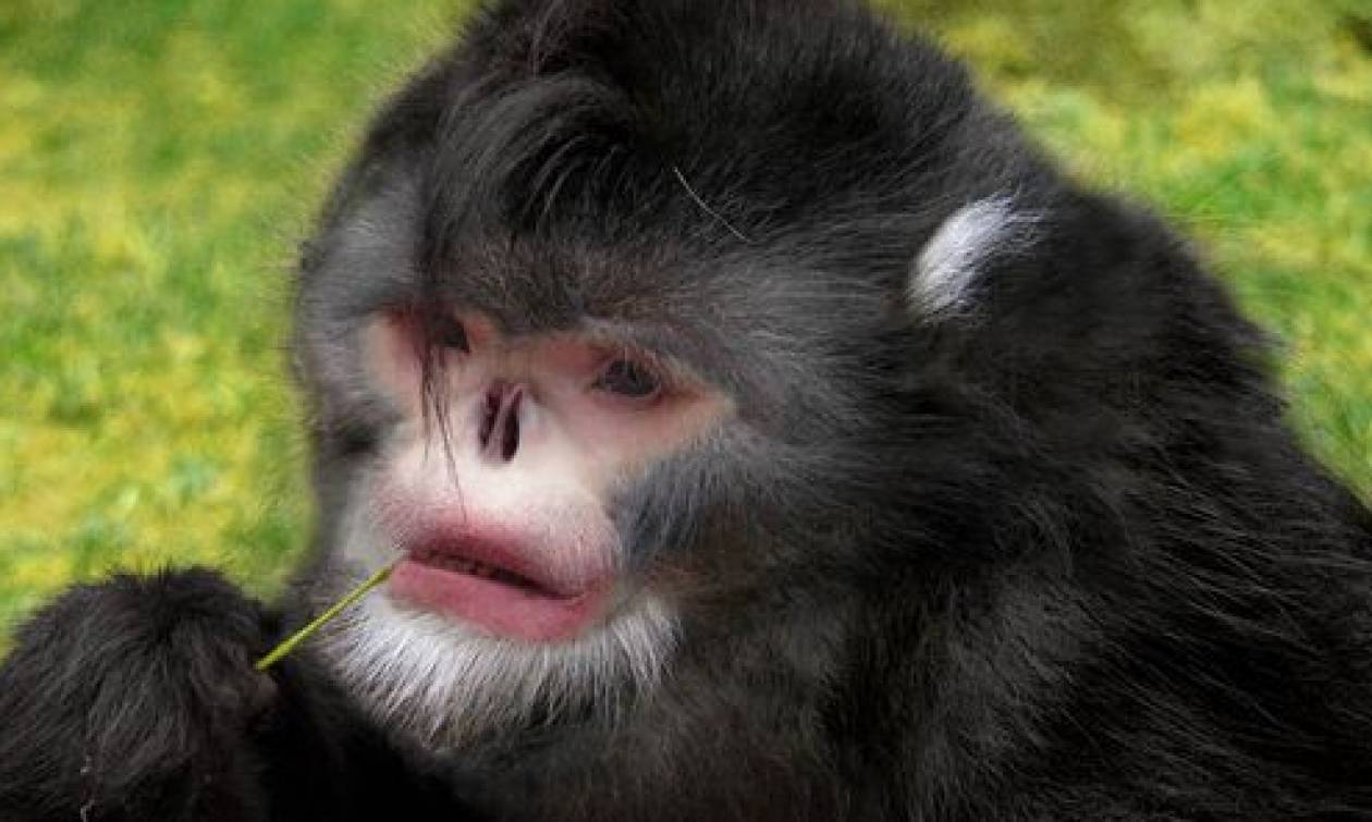 WWF: Η μαϊμού που φτερνίζεται και το ψάρι που κάνει περιπάτους κινδυνεύουν
