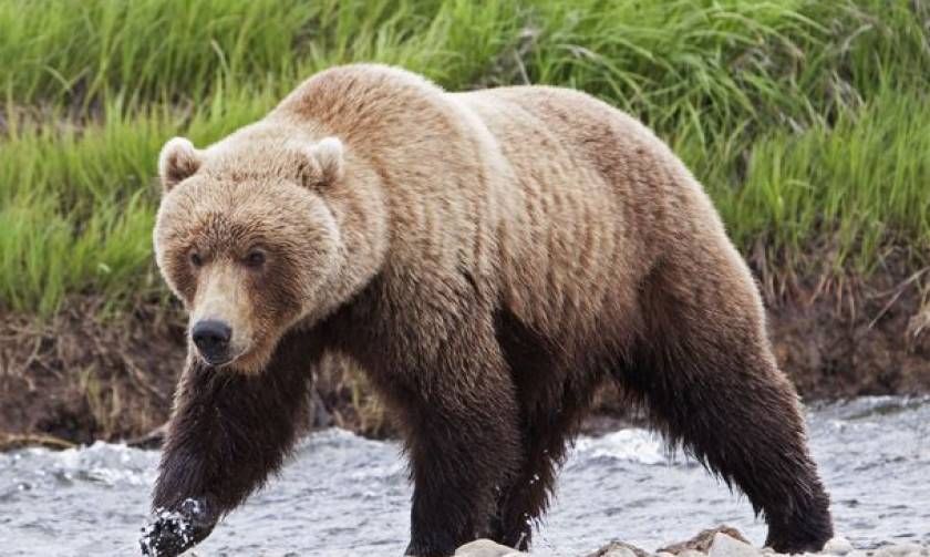 Κυνηγός σώθηκε από τις ορέξεις μιας αρκούδας χάρη στη συμβουλή της… γιαγιάς του!