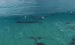 Στον ωκεανό με μια σανίδα και δύο φάλαινες για παρέα (video)