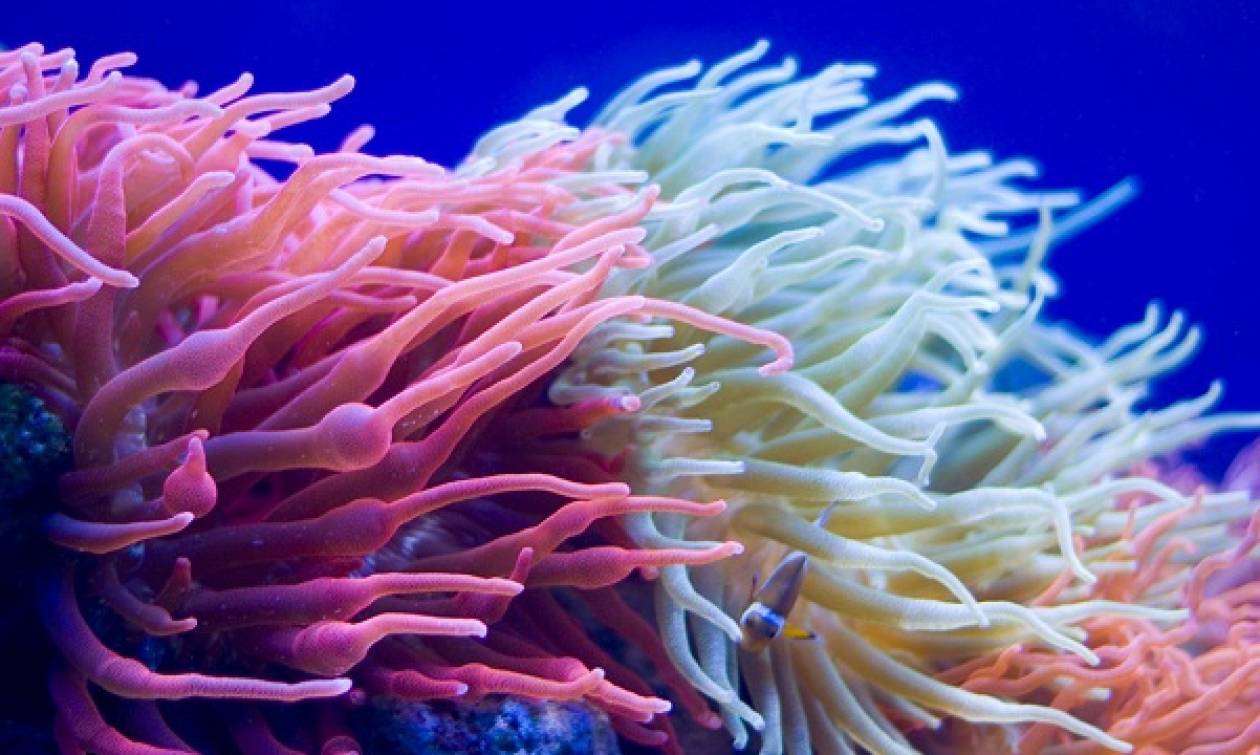 Tα κοράλλια αρρωσταίνουν και χάνουν το χρώμα τους