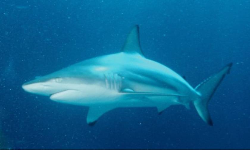 Απίστευτη ψαριά στην Εύβοια - Έπιασαν καρχαρία 5,5 μέτρων (pics)